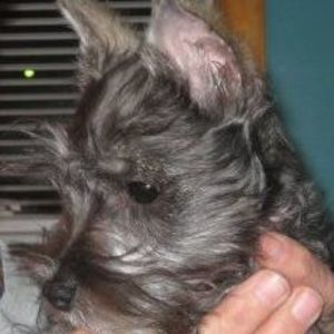 Meet your Posher, Louise